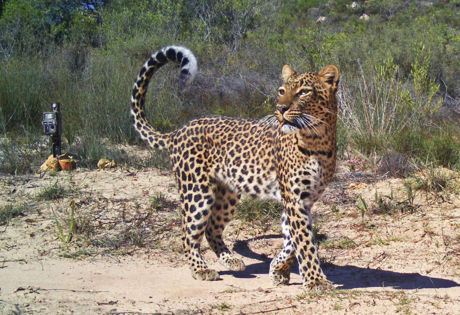 leopard taken by a camera trap near Piketberg