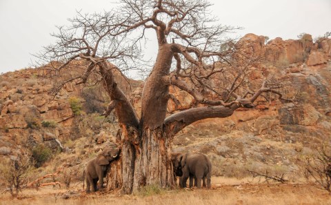 Efforts under way to save baobab trees from being destroyed by the bushveld’s biggest animal