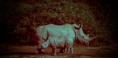 ‘People need to get angry’ — poachers butcher three rhinos at Eastern Cape game reserve