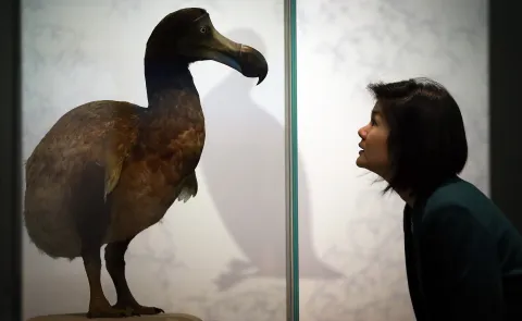 Should we bring back the dodo? De-extinction is a feel-good story, but these hi-tech replacements aren’t really ‘resurrecting’ species