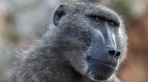 Cape of Good Hope SPCA ‘sickened’ after second wounded baboon is euthanised in a week