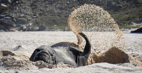 Antarctic wanderer Buffel, the southern elephant seal, gives Cape Town the annual seal of approval