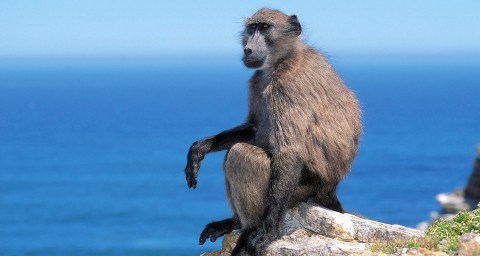 Cape Town baboon