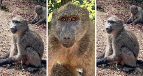 Young female baboon cruelly shot and paralysed in Constantia, leading to euthanasia