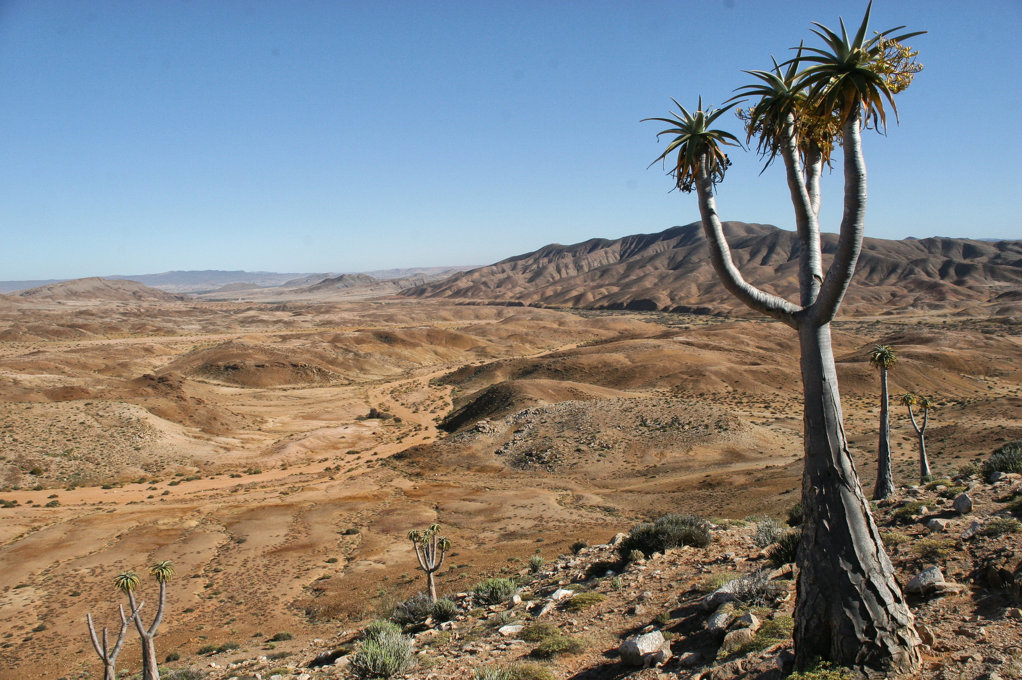 If you venture further east towards the Ai-Ais Richtersveld Transfrontier Park, you will find Cornell’s Kop, named after the legendary prospector.