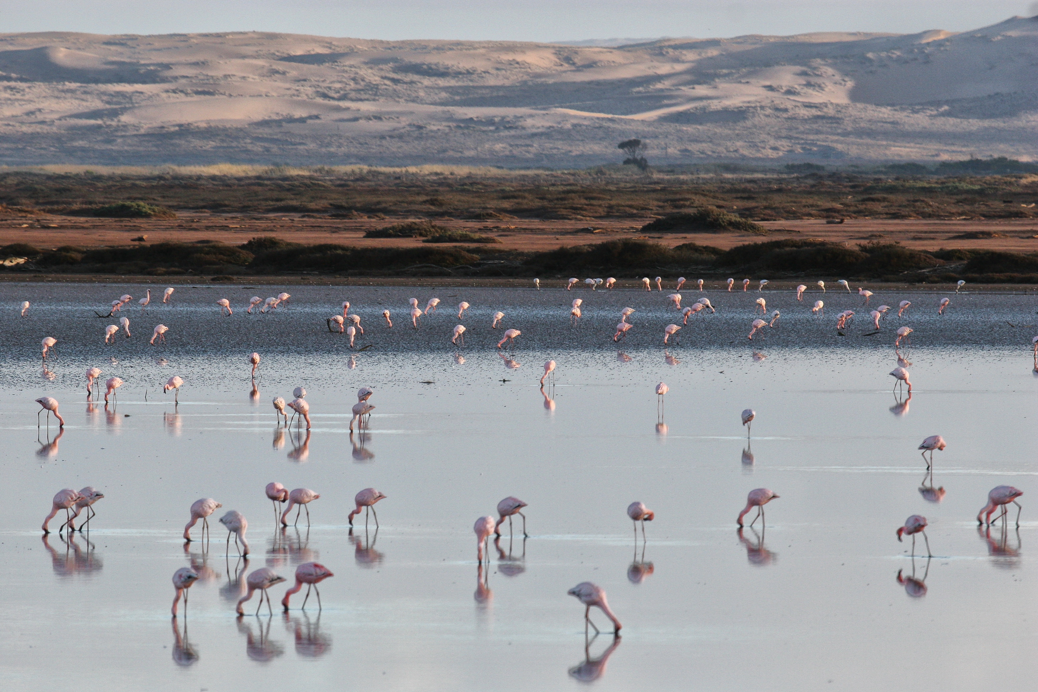Flamingos at the mouth of the Orange River, with Namibia across the waters.