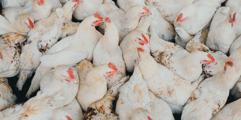 Chicken prices likely to fly high for some time – SA Poultry Association