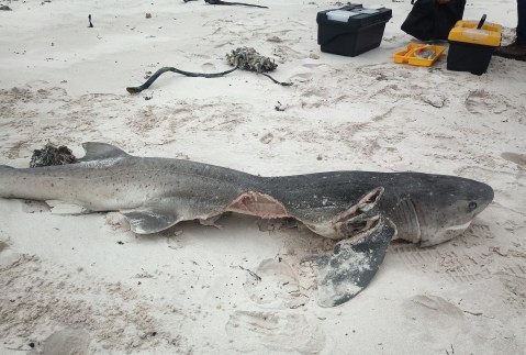 Sharks washed up on Cape shore after orca feeding frenzy less of a threat than knock-on ecosystem damage caused by humans – marine biologists