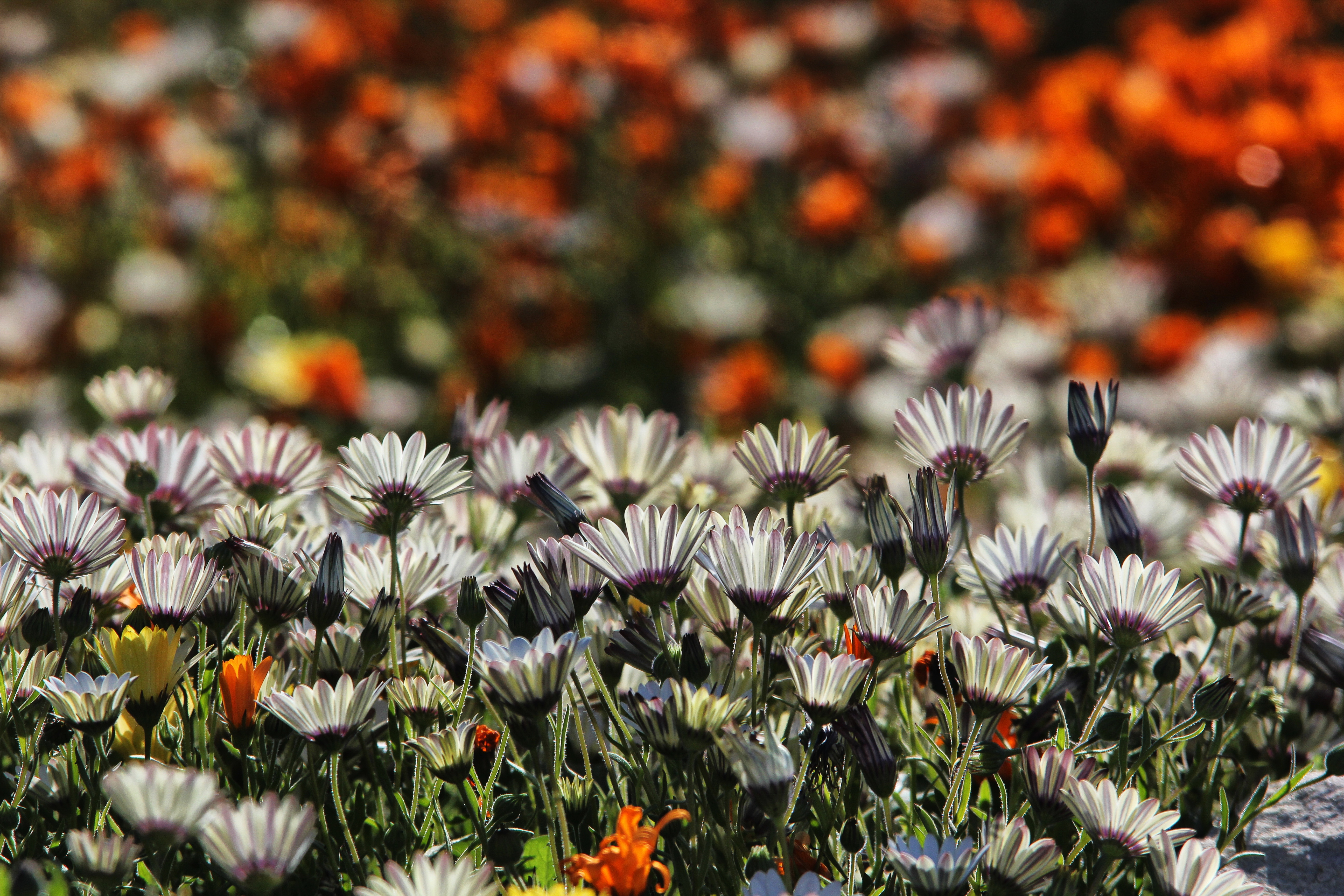 Springtime flower beds are to be found all the way from Williston to the West Coast. Image: Chris Marais
