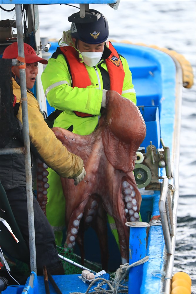 epa10571715 A fisherman (L) lifts a giant octopus with the assistance of a coast guard personal in the country's northernmost Jeodo fishing grounds bordering North Korea in the East Sea at dawn, South Korea, 14 April 2023. Located just 1 kilometer away from the inter-Korean border, the rich Jeodo opens only between April and December under the Navy's strict guard against possible North Korean provocations. EPA-EFE/YONHAP SOUTH KOREA OUT