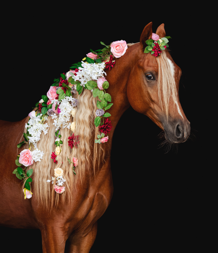 'Perun'. A portrait of a pure Arabian stallion named Perun. © Kinga Wnuk, Poland, Shortlist, Open Competition, Creative, 2023 Sony World Photography Awards