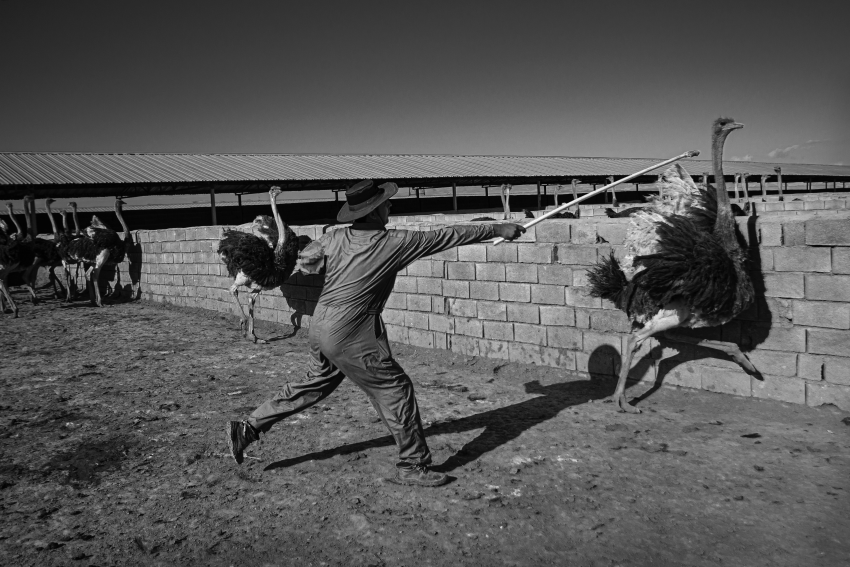 A man attempts to catch an ostrich at an ostrich farm. Most ostriches run away when you attempt to capture them. © Ata Ranjbar Zeydanloo, Iran, Islamic Republic Of, Shortlist, Open Competition, Motion, 2023 Sony World Photography Awards