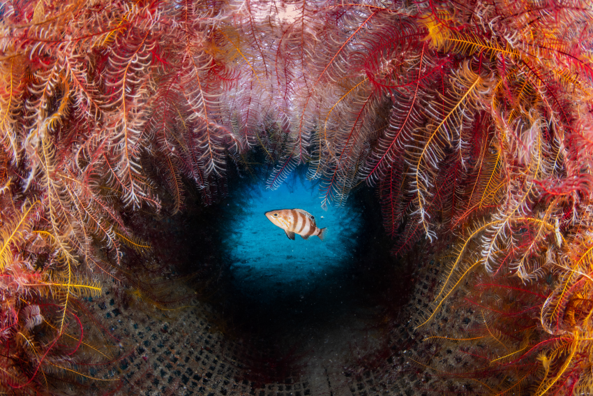 'Home Alone'. A brown comber (Serranus hepatus) hiding inside a discarded rubbish bin on the sea bottom. The bin is completely covered with yellow and red crinoids – beautiful decorations for the wall of this house. © Pietro Formis, Italy, Shortlist, Open Competition, Natural World & Wildlife, 2023 Sony World Photography Awards