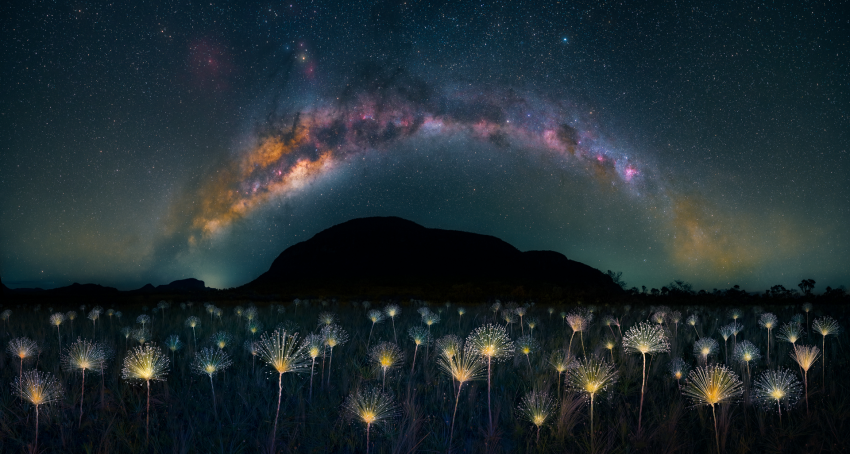 'Pandora'. These wildflowers are a species of Paepalanthus that grow in the highlands of Veadeiros, Brazil, and are my favourite plant to photograph. I took this photograph at night, using a lantern to illuminate the firework-like flowers, with the arch of the Milky Way above. It took several attempts, as I needed to capture the flowers without any wind to avoid motion blur during the long exposure. © Marcio Esteves Cabral, Brazil, Shortlist, Open Competition, Natural World & Wildlife, 2023 Sony World Photography Awards