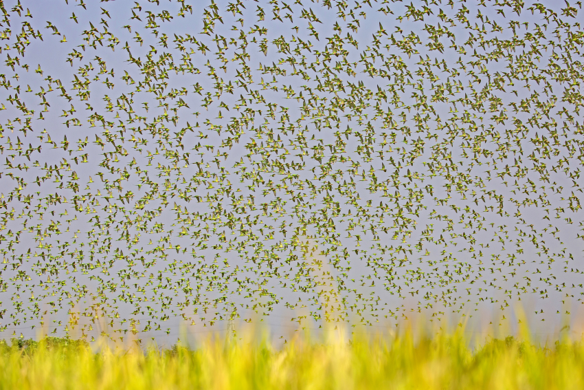 'Kingdom of the Parakeet'. The photograph was taken in the Gumai Bill area of Rangunia, Chittagong. The crops produced here can provide three days of food for the people of Bangladesh. When the paddy is ripe, thousands of parrots come down from the hills. Parrots usually prefer undisturbed areas, which is why this area could be called a ‘parrot sanctuary’. © Subrata Dey, Bangladesh, Shortlist, Open Competition, Natural World & Wildlife, 2023 Sony World Photography Awards