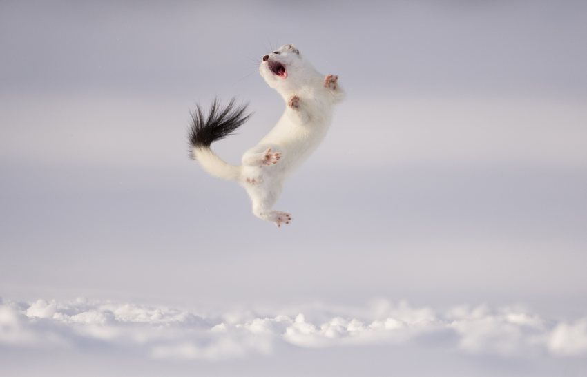 'Stoat's game'. Scientists have often witnessed stoats engaging in displays like this, but opinions are divided about what motivates the leaps and twists. Sometimes, the dances are performed in front of a rabbit or large bird in an apparent attempt to confuse or distract potential prey, but on other occasions – as here – there is no prey animal in sight. A third hypothesis is that it is an involuntary response to a parasitic infection. © Jose Manuel Grandio, Spain, Shortlist, Open Competition, Natural World & Wildlife, 2023 Sony World Photography Awards