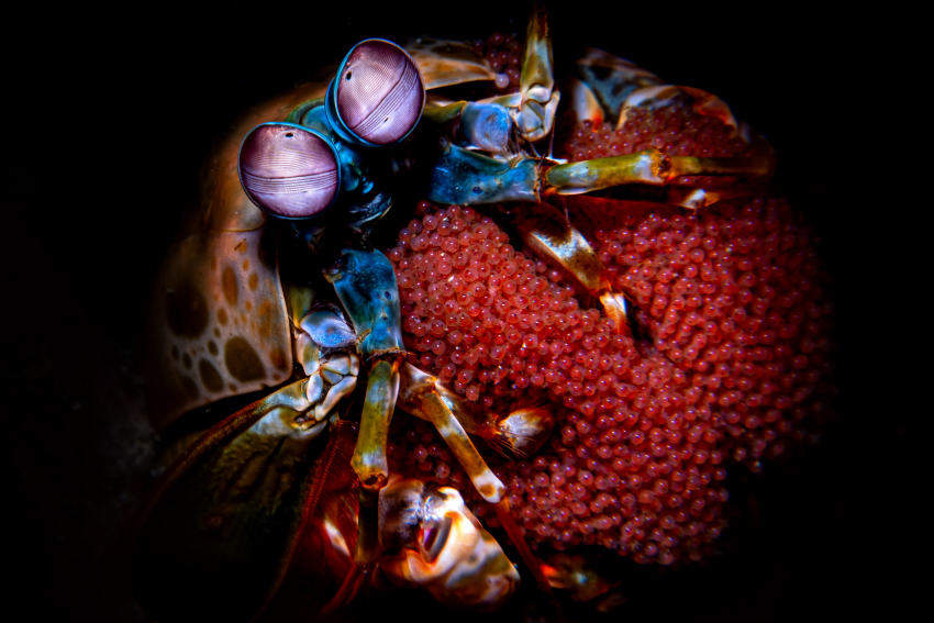 'My precious'. This Mantis shrimp embraces and protects its treasure: thousands of eggs. It takes a few minutes to obtain this visual contact with both eyes, considering they can be moved independently in all directions. Spot lighting was achieved using a snoot, a device that narrows the beam of the flash down to a small point. Harlequin mantis shrimp (Odontodactylus scyllarus) with eggs, photographed underwater in the Lembeh Strait, North Sulawesi, Indonesia. © Andrea Michelutti, Italy, Shortlist, Open Competition, Natural World & Wildlife, 2023 Sony World Photography Awards