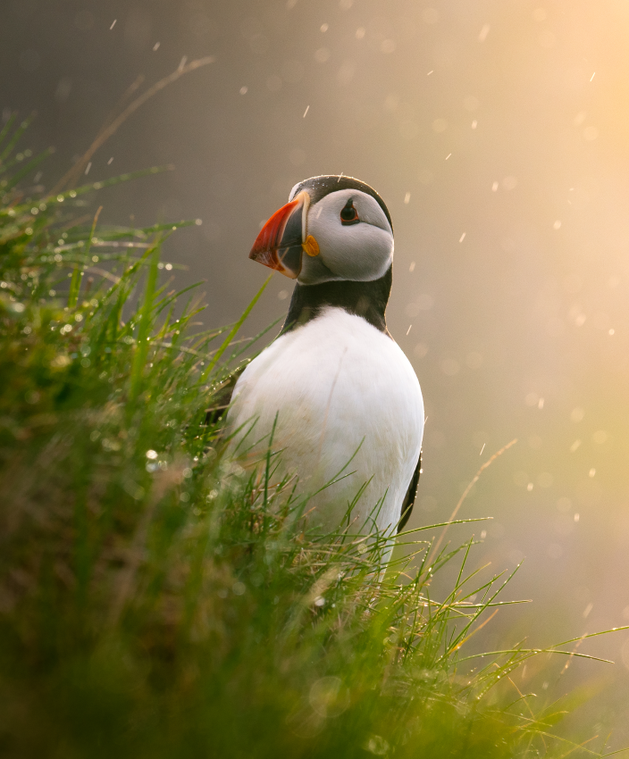 'Puffin at Sunset'. I was photographing the sunset near a small village on the Faroe Islands. With the sun at my back I was hoping to capture a nice golden glow on the village beneath me. While I was waiting, a pair of puffins joined me, and as it started to rain I lay down and photographed this one in the spectacular light. © James Hunter, United States, Shortlist, Open Competition, Natural World & Wildlife, 2023 Sony World Photography Awards