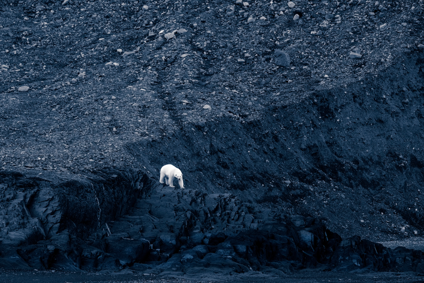 'Climate Change'. In the area surrounding Nordenskjøld Land National Park in Svalbard (Spitsbergen), a lone polar bear is exposed on rocks where a decade ago there was a glacier. Despite relatively healthy numbers in the Svalbard region of the Arctic, polar bears face many issues, including increased human/wildlife conflict, warmer summers and receding glaciers. © Mark Fitzsimmons, Australia, Shortlist, Open Competition, Natural World & Wildlife, 2023 Sony World Photography Awards