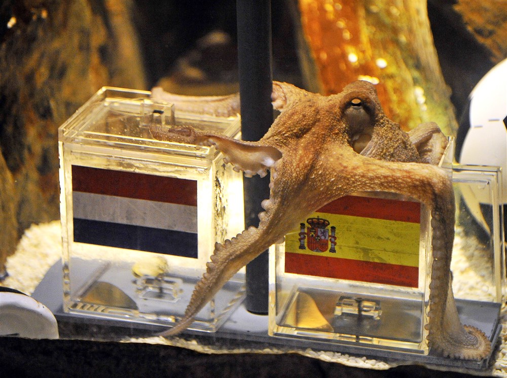 epa02242622 Octopus Paul, soccer oracle of the aquarium 'Sea Life', predicts a victory for Spain in the FIFA 2010 World Cup final between the Netherlands and Spain in his basin in Oberhausen, Germany, 09 July 2010. During the feeding, where he had to chose from two seashells, each contained in a plastic box with the Spanish and the Dutch flag on them, Paul picked Spain. The FIFA 2010 World Cup final between the Netherlands and Spain takes place on July 11 at Soccer City stadium in Johannesburg, South Africa. EPA/ROLAND WEIHRAUCH Nachrichtenbild