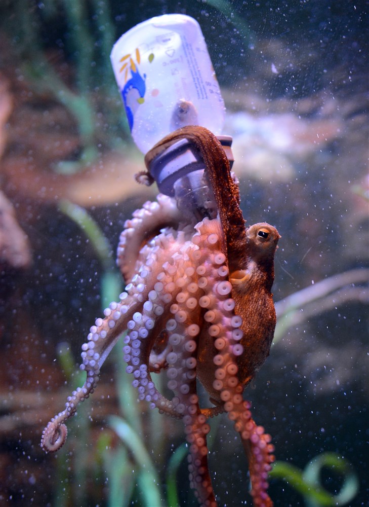 epa03910942 A young octopus tries to open a feeding bottle at Sea Life in Berlin, Germany, 15 October 2013. The young animal has been put into the aquarium today after half a year in quarantine. His name in 'Max - the brave.' EPA/BRITTA PEDERSEN