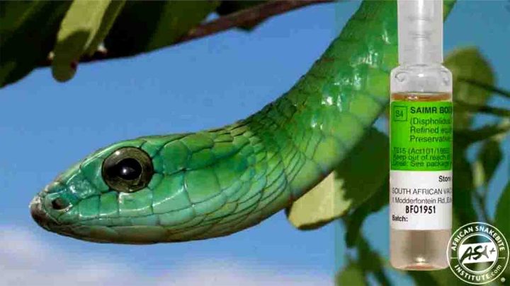 Nationwide snake antivenom stockpile shortage an ‘absolute catastrophe’ – reptile expert