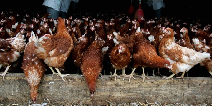 No more bird flu outbreaks in the Western Cape, festive season chicken shortage expected to be ‘minimal’