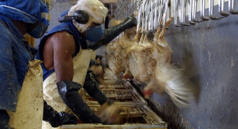 A bird flu outbreak in Brazil could have dire consequences for food security in SA