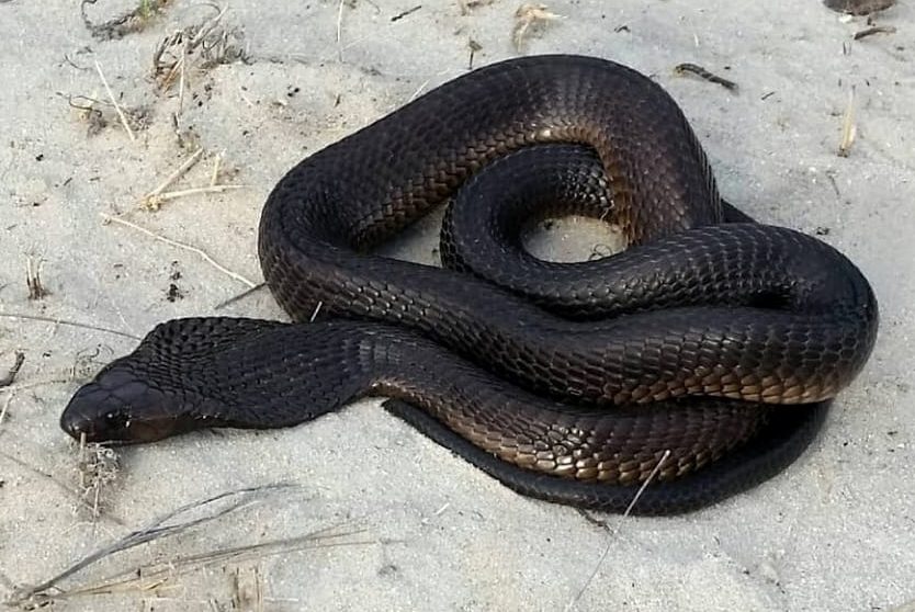 Black Cape Cobra