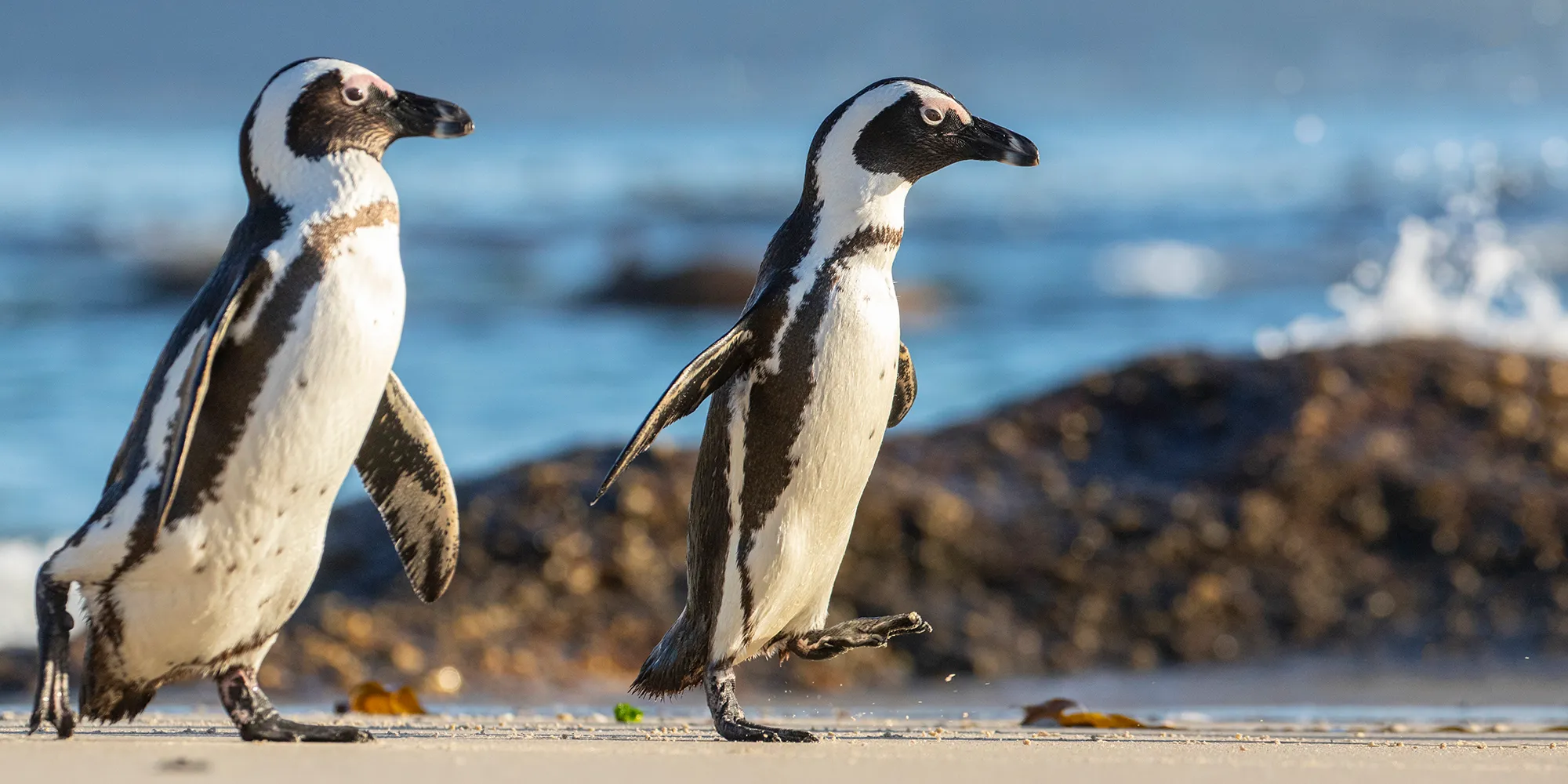 Penguins survived multiple crises – but can Africa's doughty 'climate  refugees' ride the latest storms?