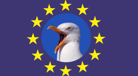Belgian town organises seagull imitation championship