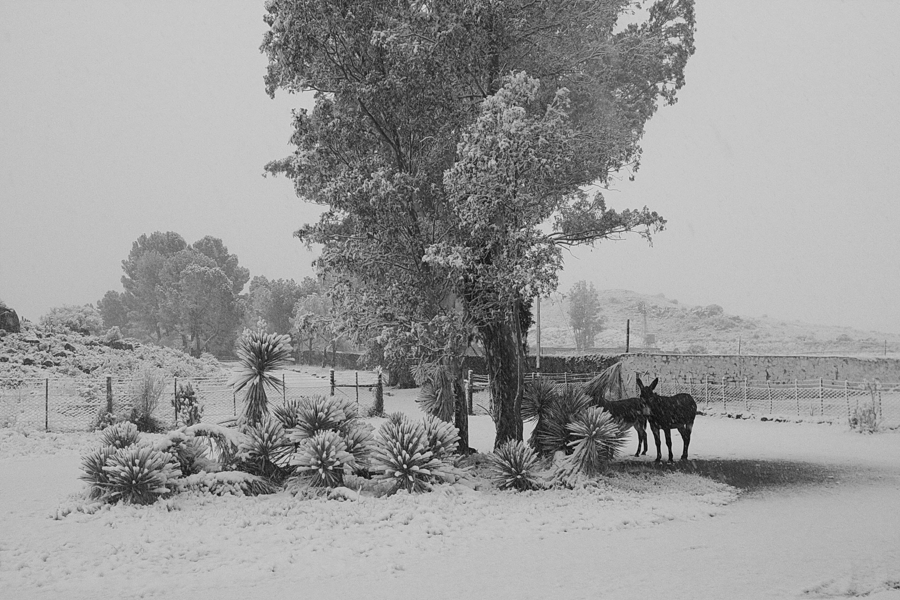 Shy and freezing trio of donkeys look up from their snowy breakfasts. Image: Chris Marais