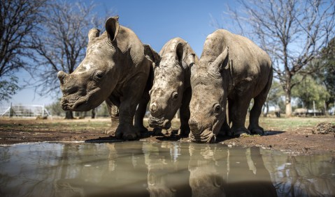 John Hume’s Platinum Rhino project has no viable business model – that bodes ill for big critter conservation