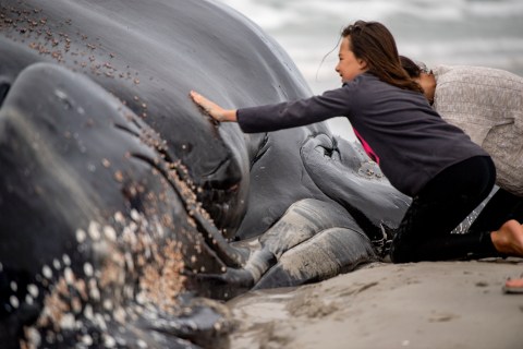 The alarming story southern right whale skin tells us about their changing feeding habits