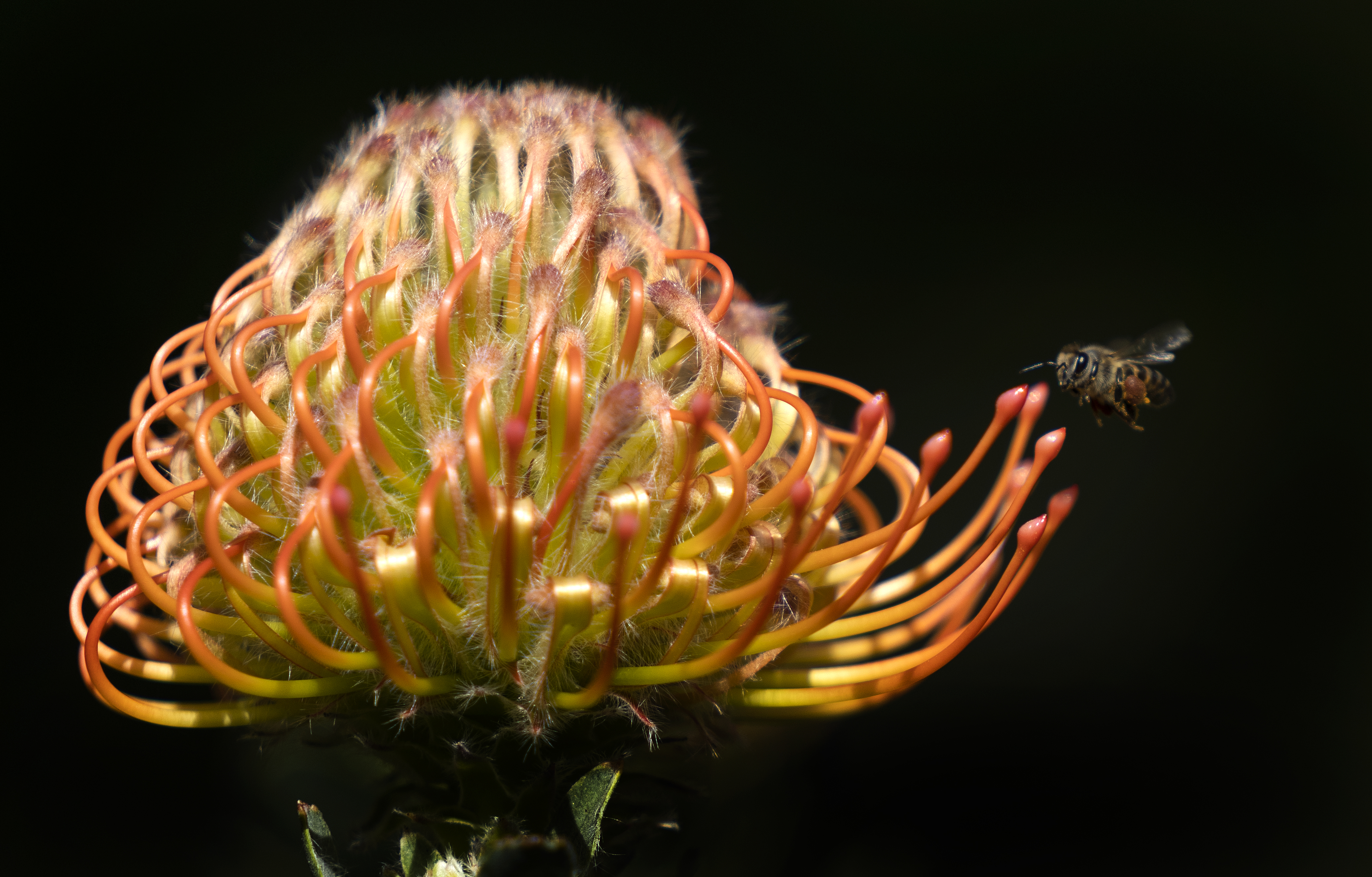 epa09545525 A bee approaches an indigeneous Pincushion Protea, Leucospermum Fynbos flower growing at the African National Biodiversity Institute's (SANBI) Kirstenbosch Botanical Garden in Cape Town, South Africa 24 October 2021(issued 25 October 2021). According to the Convention on Biological Diversity, it is now widely recognized that climate change and biodiversity are interconnected. Biodiversity makes an important contribution to both climate change mitigation and adaptation. Conserving and sustainably managing biodiversity is critical to addressing climate change. Established in 2004 the South African National Biodiversity Institute's (SANBI) mandate is to promote all aspects of biodiversity as a mitigation measure against climate change. In addition to managing the National Botanical and Zoological Gardens, SANBI plays a leadership role in generating, coordinating, and interpreting the knowledge and evidence required to support policies and decisions relating to all aspects of biodiversity. Environmental organizations have kept calling on world leaders to put more effort into addressing the effects of climate change as the UK prepares to host the 26th UN Climate Change Conference of the Parties (COP26) in Glasgow from 31 October to 12 November 2021. EPA-EFE/NIC BOTHMA