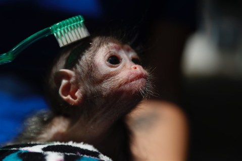 Newborn baby spider monkey in Cali, Colombia, and more from around the world.