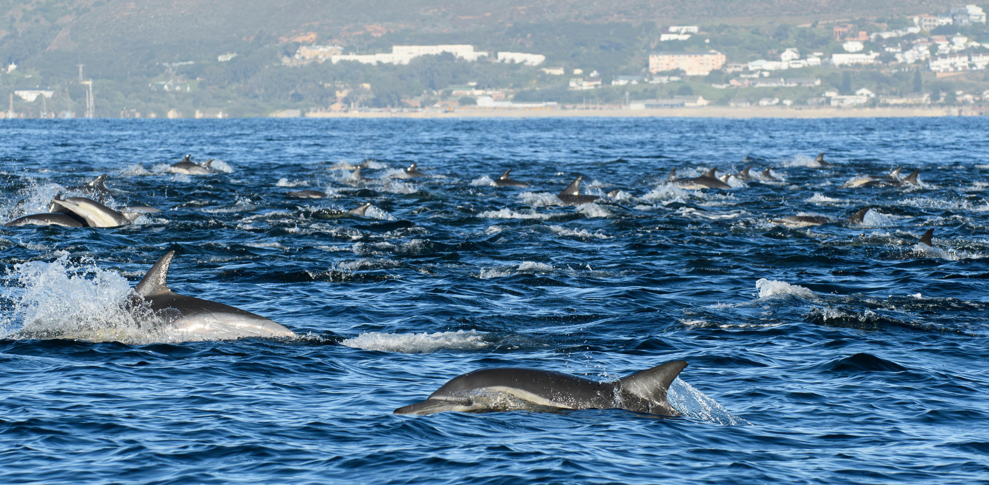 dolphins false bay