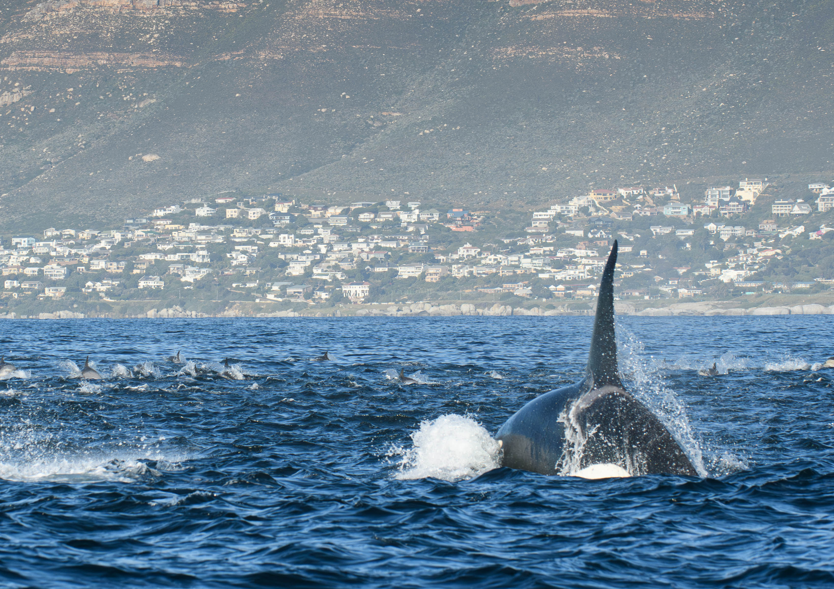 killer whale false bay