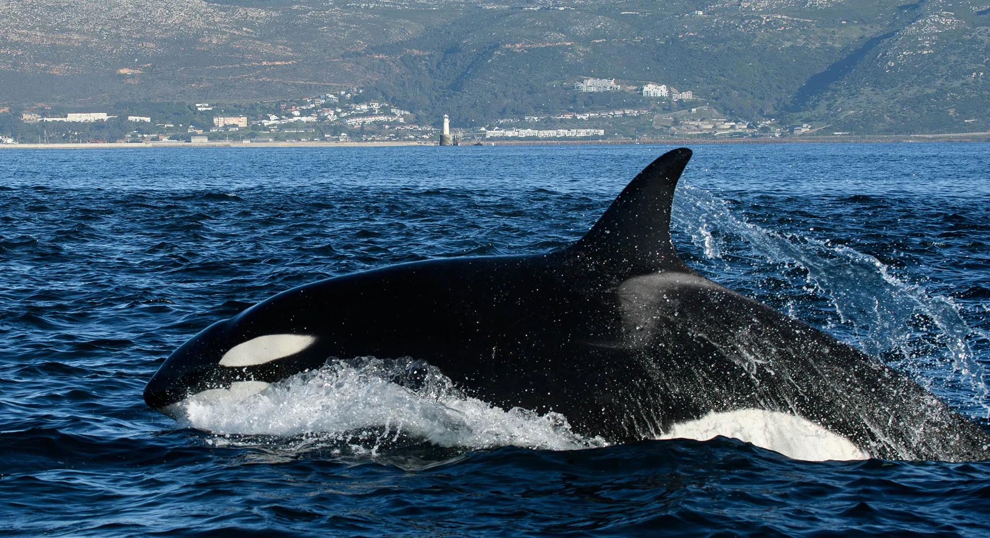 orca false bay