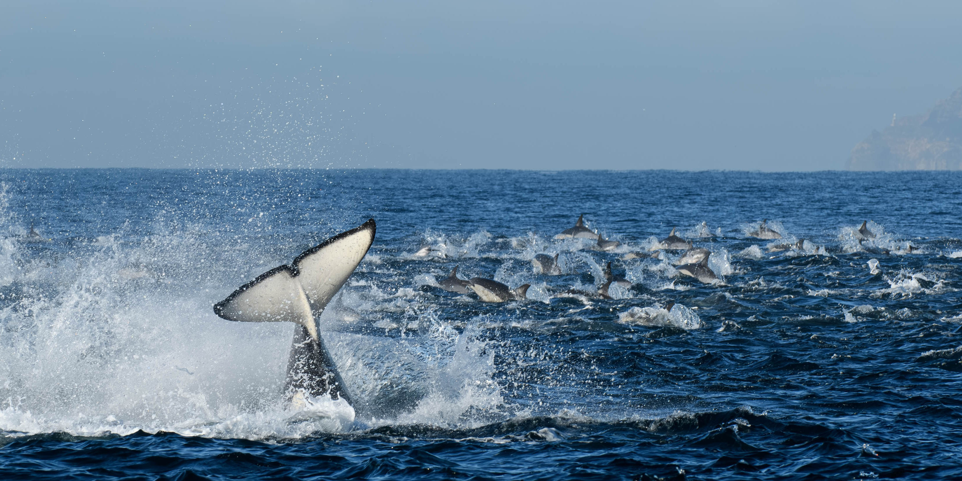 orcas false bay