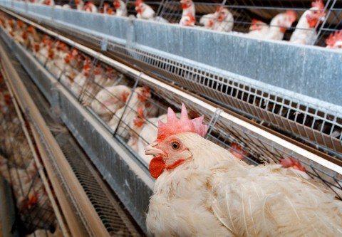 It’s make or break for Western Cape egg producers after bird flu lays waste to top supplier