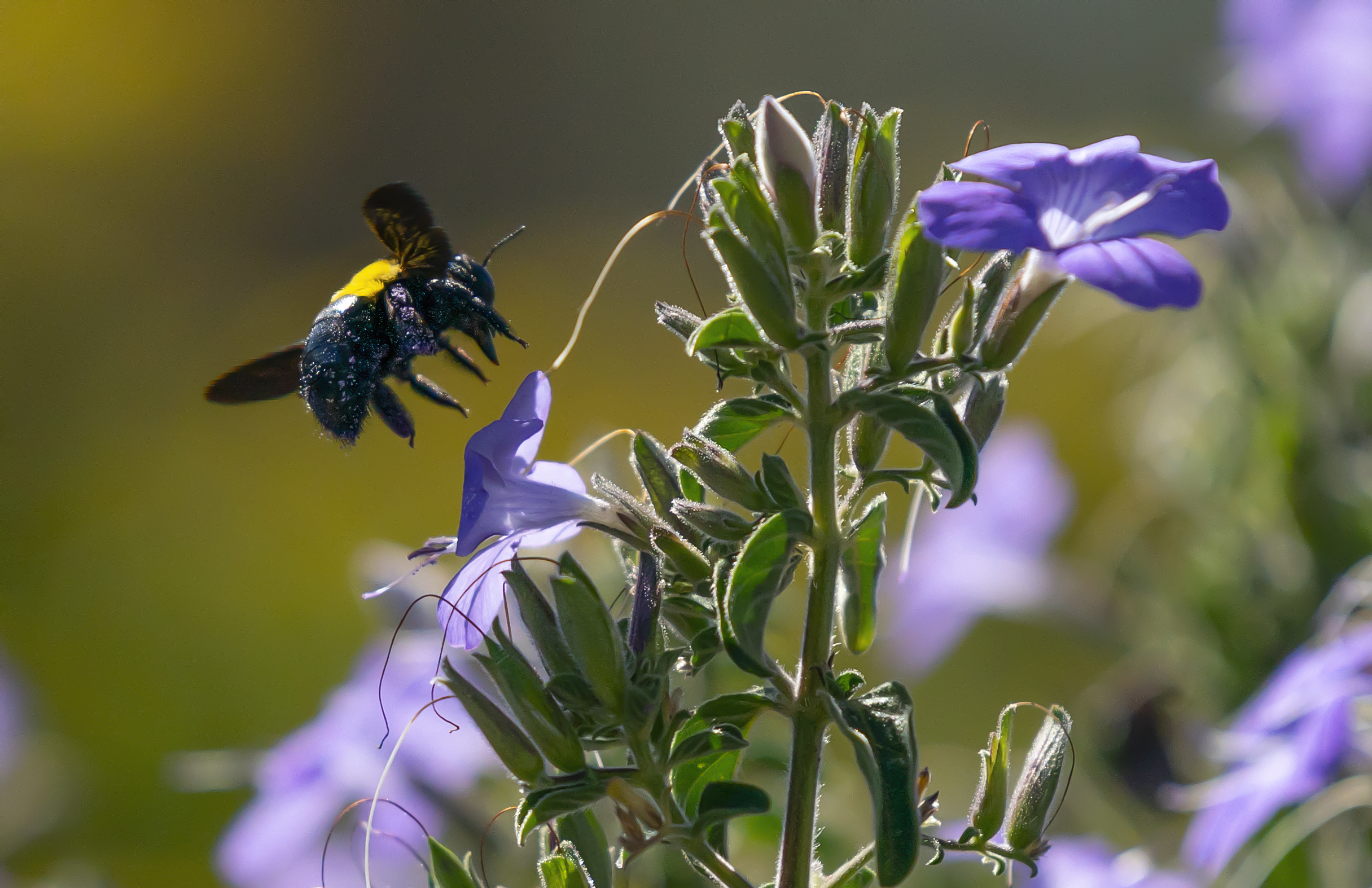 epa08382141 A Carpenter bee flies to a Fynbos flower in Cape Town, South Africa, 24 April 2020. Carpenter bees are considered solitary bees traditionally spending most of their time alone. EPA-EFE/NIC BOTHMA