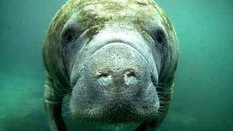 Meet the man with the welfare of the African manatee at heart