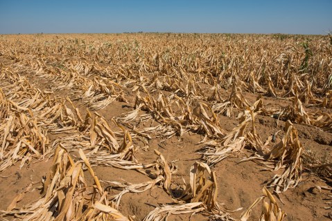 El Niño looms, boding ill for SA agriculture and food inflation