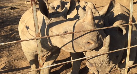 Shaky future for 2,000 rhinos after mega-breeder’s auction fails to attract bidders