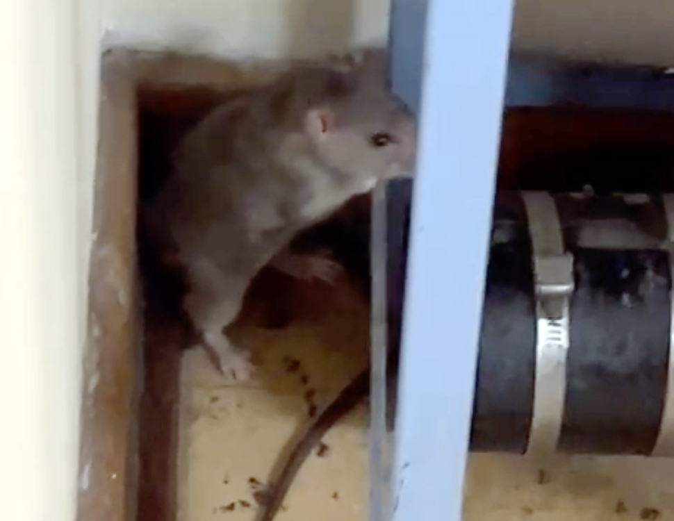 Rat infestation at Dora Nginza Hospital