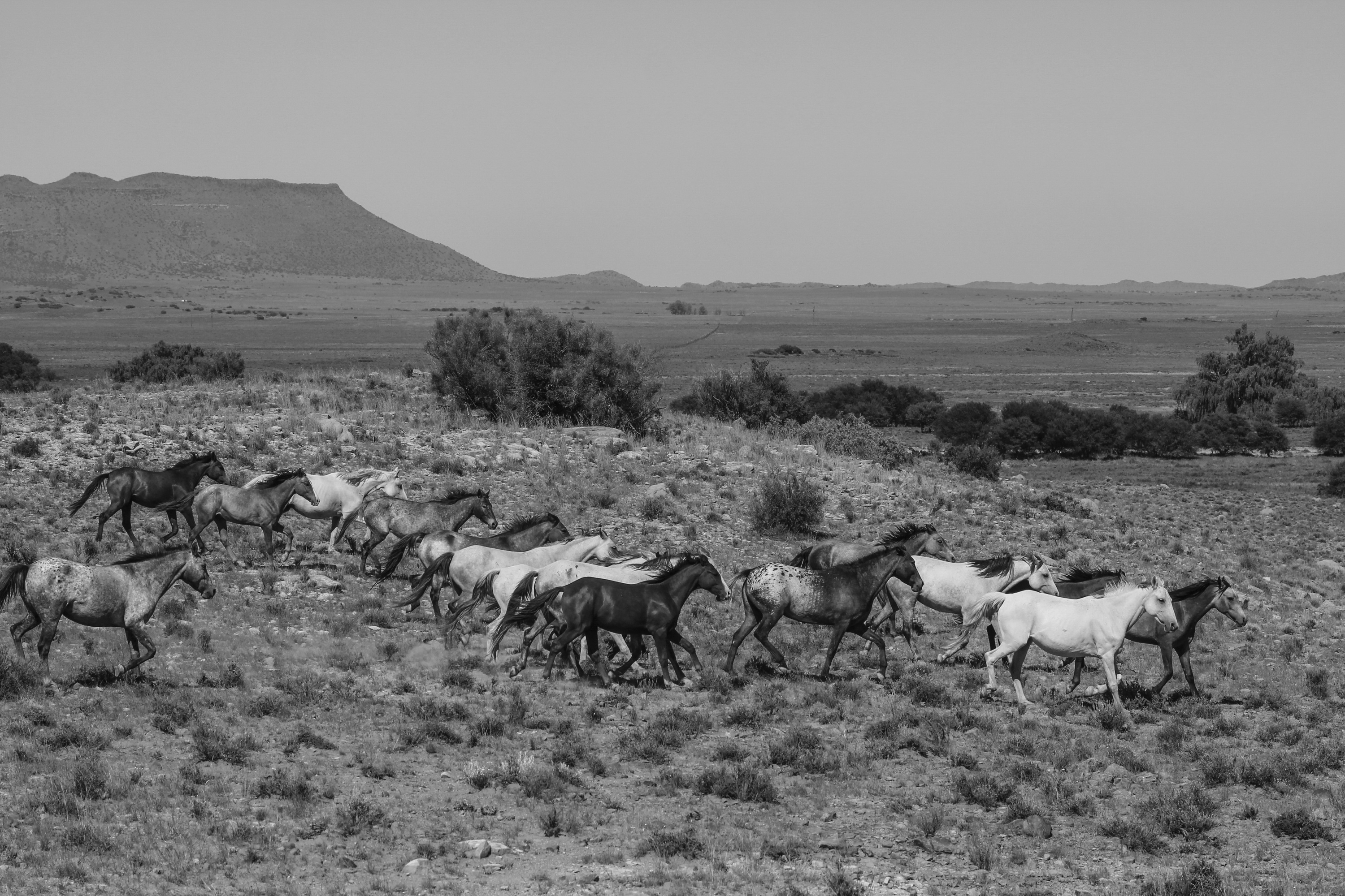 A vari-coloured troop of ‘Karoo mustangs’ canter down to the water. Image: Chris Marais 