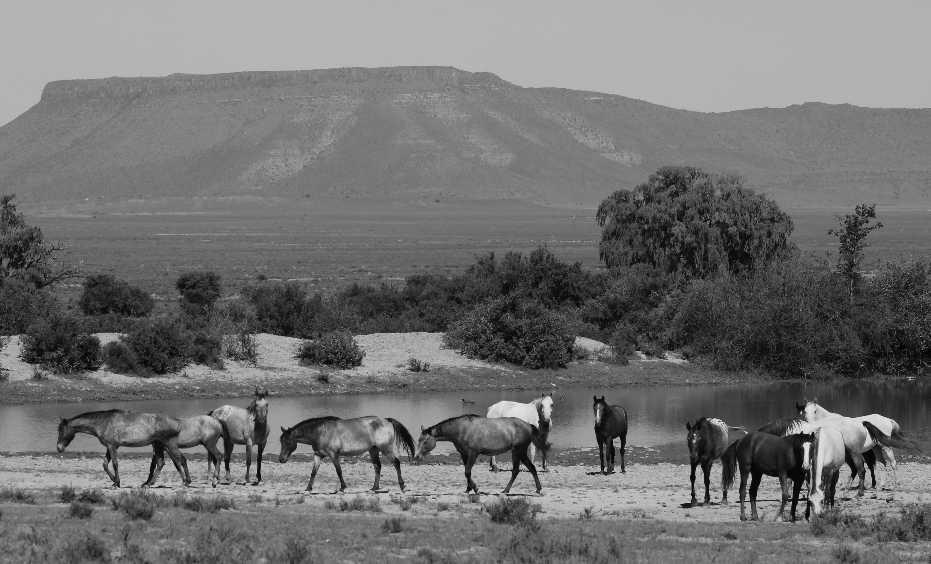 Gelykfontein Specials in their natural Karoo setting. Image: Chris Marais 