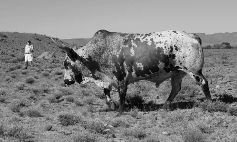A spell of spots scattered around the Karoo veld