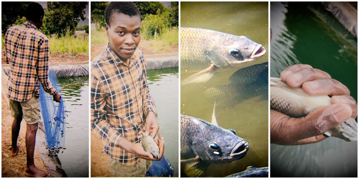 A pond, a passion and YouTube help Marvellous Makhado escape the clutches of unemployment in Limpopo